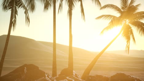 Palmen-In-Der-Wüste-Bei-Sonnenuntergang